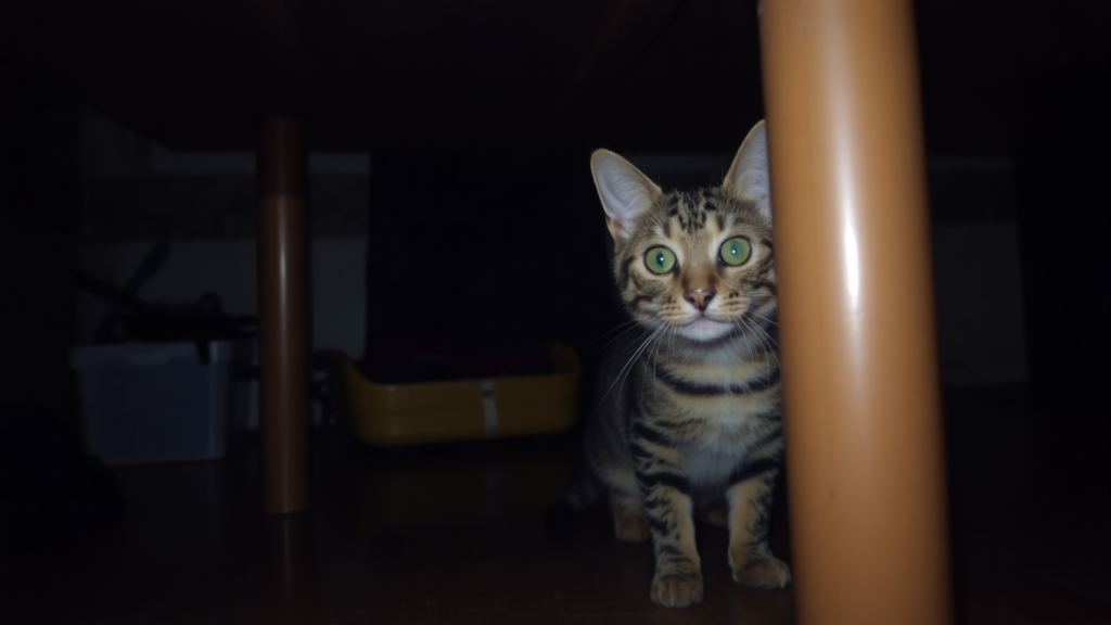 A cautious tabby cat hiding under a table in a dimly lit room.